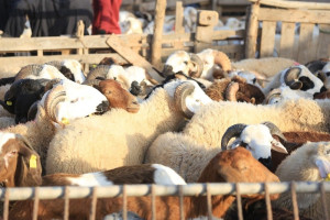 "الحلال" بسبتة تلتزم بإلغاء النحر
