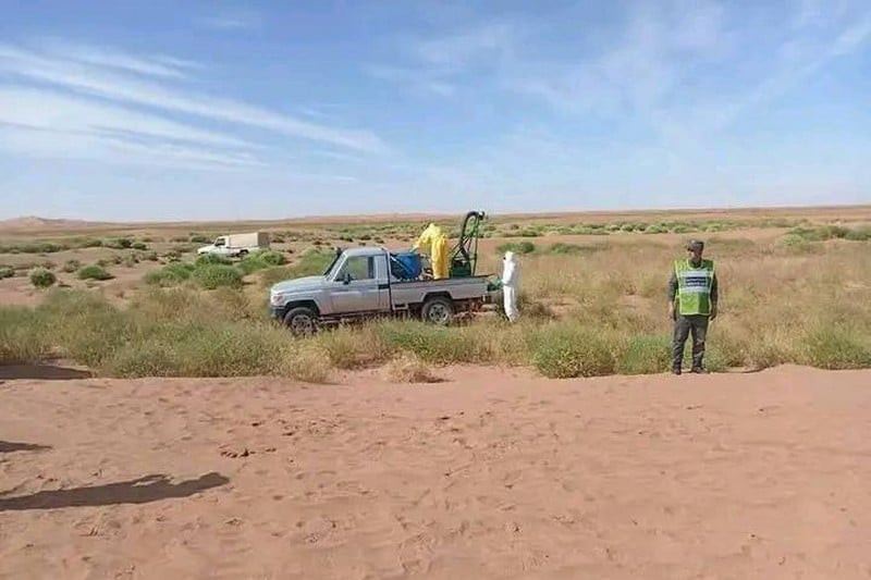 فرق مكافحة الجراد تتدخل في زاكورة