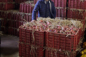 مهنيون يعددون أسباب ارتفاع سعر البصل في أسواق الجملة بالمغرب