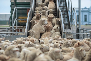 رصيف الصحافة: جمعية حماية المال العام تطلب التحقيق في استيراد الماشية