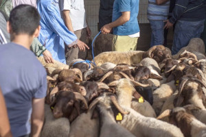 مجلس النواب يقر بصعوبة التقصي في الدعم الحكومي لاستيراد المواشي