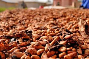 كوت ديفوار تصادر 594 طنا من منتوج الكاكاو المهرب