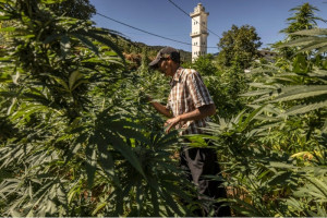 مساحة الزراعة القانونية لنبتة الكيف "البلدية" تتضاعف 3 مرات بالمغرب