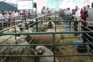 جودة عرض المواشي في "سيام"