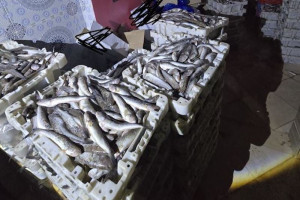 حجز أسماك مجمدة مغشوشة بأكادير‎