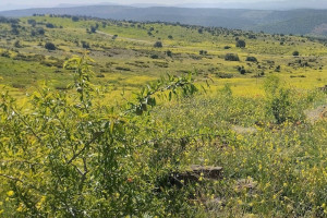 قصة أمل من أزيلال .. 82 ألف شجرة لوز تعيد الحياة إلى دوار إغبولا